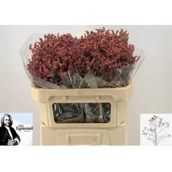 Limonium Hol. Scarlet Diamond 65cm 25gr "T25"