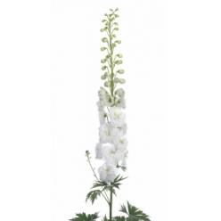 Delphinium Century White 70cm "x10 tallos"