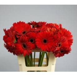 Gerbera Hol. Blinddate "CC40"