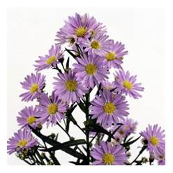 Aster Hol. Cassandra 80cm 50gr x25 Ma.