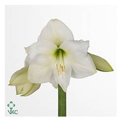 Amaryllis Mont Blanc "CC15"