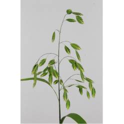 Chasmanthium Latifol 60cm "T50"