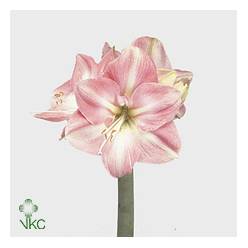 Amaryllis Darling Rosa "CC15"