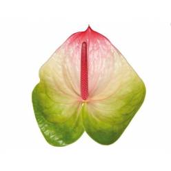 Anthurium Hol. Zafira 9  "CC20"