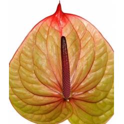 Anthurium Hol. Tequila Bicolor 15  "CC10"