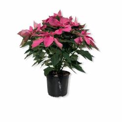 P. Poinsetia Nac. Rosa-Fucsia Princettia15/45cm x7