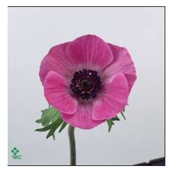 Anemona Hol. Coronaria Mar Orchid 45cm Fx.