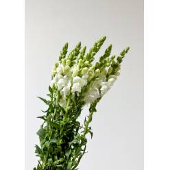 Antirrhinum Nac. Blanco 90cm  "Super"