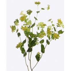 Bupleurum Rotundifol 60cm "T25"