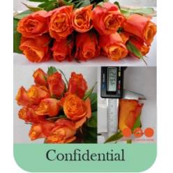 Rosa Hol. Confidential 50cm x10