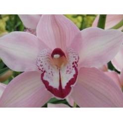 Cymbidium Geisha Girl 80cm Rs.