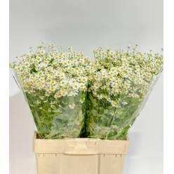 Tanacetum Nac. Manzanilla 70cm 850gr "T25"