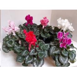 P. Cyclamen Gr Halios Curly 13/30cm "CC3"