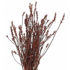 Myrica Gale 65cm "T25"