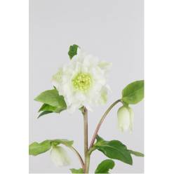 Helleborus Doble Ellen White 40cm