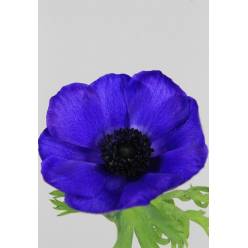 Anemona Hol. Coronaria Mar Blue 45cm