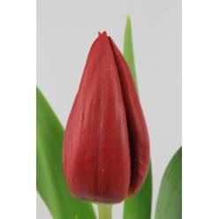 Tulipan Hol. Strong Love Rojo 40cm