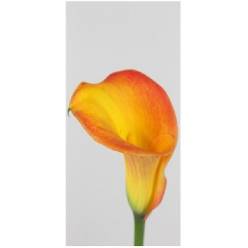 Calla Morning Sun 40cm