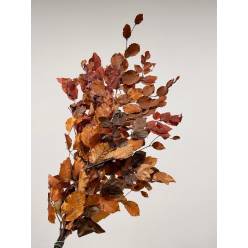 Fagus Preservado Otoal 150g