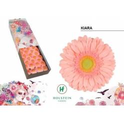 Gerbera Hol. Kiara Rs "T25"