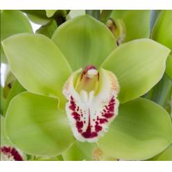 Cymbidium x6 Noah 80cm Vd.