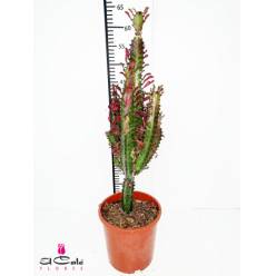 P. Euphorbia Trigona Rubra 17/80cm x6