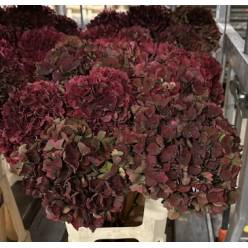 Hortensia Hol. Rubyred Classic 50cm 15/18