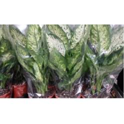 P. Dieffenbachia Compacta 17/55cm x6