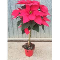 P. Poinsetia Nac. Arbol 17/90cm