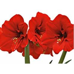 Amaryllis Ferrari 65cm "CC12"