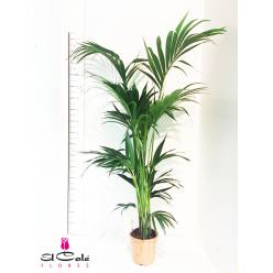 P. Kentia Hol. Forsteriana 24/210cm +6 Matas