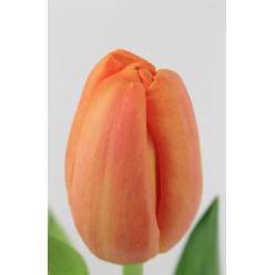 Tulipan Hol. Delta Storm 40cm