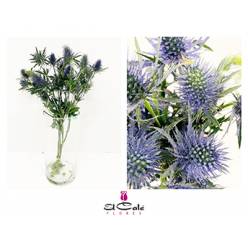 Eryngium Hol. Supernova Qstar 60cm "T10"