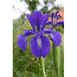 Iris Nacional Azul 70cm  (Abierto)