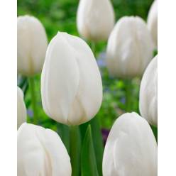 Tulipan Hol. White Prince Blanco 40cm