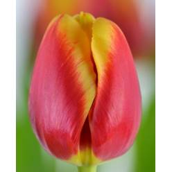 Tulipan Hol. Replay 40cm Bic.