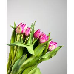 Tulipan Hol. Double Prince  40cm "T10"