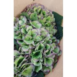 Hortensia Hol. Verena Blue Classic 60cm 16/18