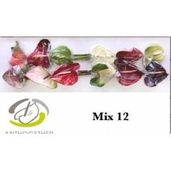 Anthurium Hol. Popurri 13  "CC12"