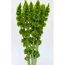 Moluccella Italia 80cm