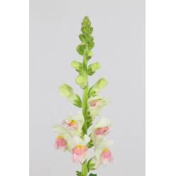 Antirrhinum Italia Appleblos 80cm