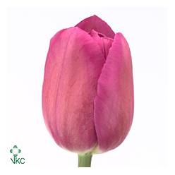 Tulipan Hol. Barcelona 40cm Frs. "T50"