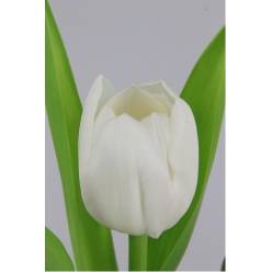 Tulipan Hol. Royal Virgin 40cm Bl. "T50"