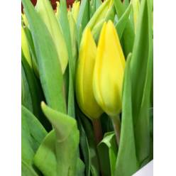 Tulipan Hol. Strong Gold 40cm Am. "T50"