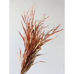 Grevillea Pintada Cobre 75cm 200gr