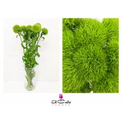 Clavel Hol. 55cm Green Kiwi Mellow