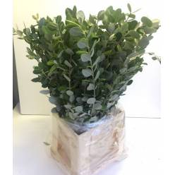 Pittosporum Italia Ralphy 50cm 200gr