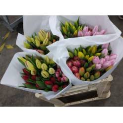 Tulipan Hol. Mixto 40cm "T50"