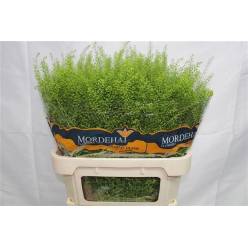 Lepidium Thlaspy Green Bell 80cm 45gr "T25"