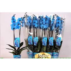 P. Phalaenopsis Ov. Azul 12/80cm   2T x10 -Joflor-